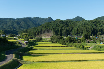 Rice landscape japan shikoku