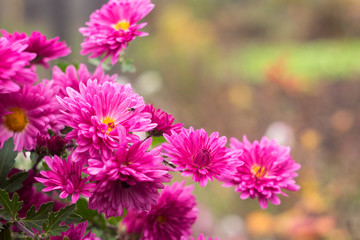 Pink chrysanthemum blooms in the garden, place for text, autumn flowers background