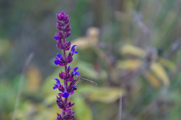 Flowers, grass, blurred background, harvest from the field.