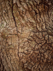 texture of the brown bark of a tree
