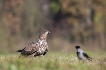 Birds of prey - white-tailed eagle in flight (Haliaeetus albicilla)
