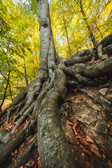 Baum mit großen Wurzeln
