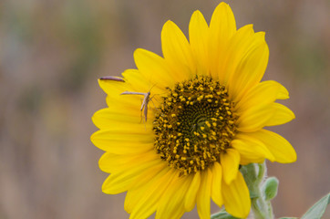 Small yellow blooming sunflowers closeup on the field