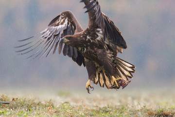 Birds of prey - white-tailed eagle in flight (Haliaeetus albicilla)