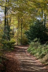 Autumn woodland in Cotswolds UK