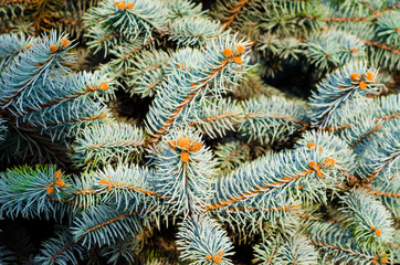 Naklejka na ściany i meble branches of spruce with green needles background