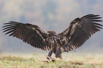 Birds of prey - white-tailed eagle in flight (Haliaeetus albicilla)