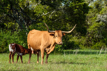 cow in a field with calf