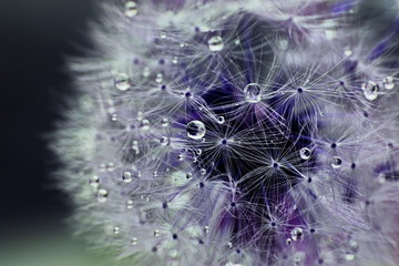 Dandelion violet, isolated on dark-green background with a water drops.