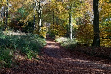 Fototapeta na wymiar Autumn woodland in Cotswolds UK
