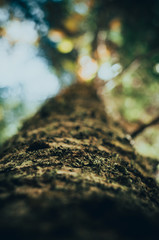Tree bark macro
