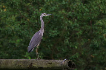 gray heron, grey heron