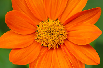 Close up orange Mexican daisy flower. Look fresh and colorful.
