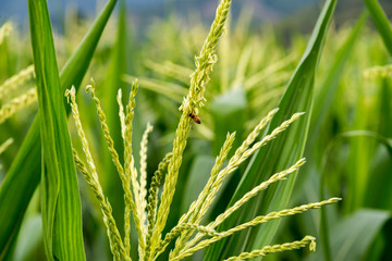 An image of wheat corn