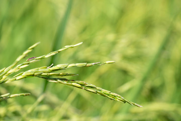 Closeup of rice paddy in Thailand farm. Organic food and main food of Asian people.