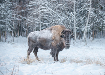 Bison or bison (lat. Bison) - common in the northern hemisphere is a genus of bulls, hoofed mammals of the bovid family (Bovidae). It consists of two modern species - European bison and American bison