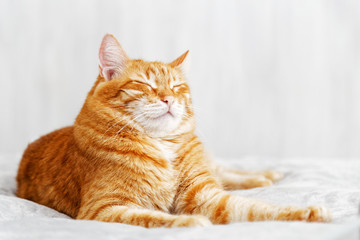 Fototapeta premium Czerwony kot leżący na łóżku i drzemiący z zamkniętymi oczami