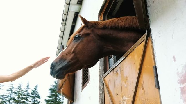 Girl strokes the horse stallion in the stall slow motion
