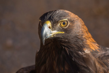 Golden Eagle Close Up