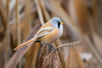Bartmeise (Panurus biarmicus) Männchen, Baden-Wuerttemberg, Deutschland
