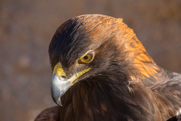 Golden Eagle Close Up