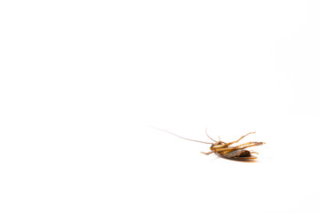 Focus body cockroach isolated on white background.