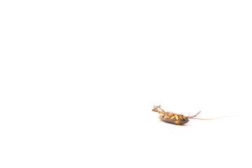 Focus body cockroach isolated on white background.