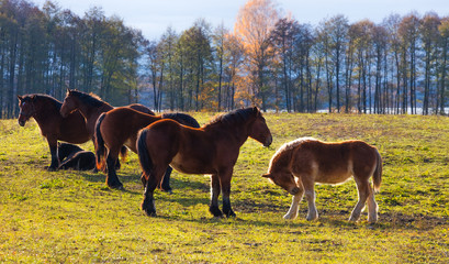Konie Na Pastwisku © Wojciech Lisiński