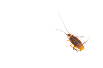 Focus body cockroach isolated on white background.