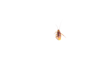 Focus body cockroach isolated on white background.