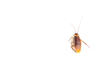 Focus body cockroach isolated on white background.