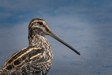 Snipe Portrait