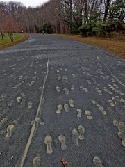 Footprints in the autumn park