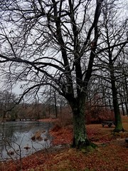 Fototapeta na wymiar old oak tree in the park