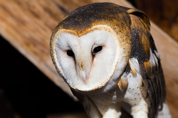 Barn Owl Perched in a barn