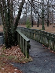 wooden bridge in the forest