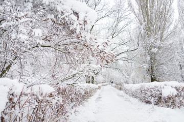 Snowy winter park