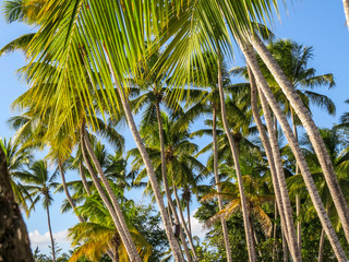 La Romana, Dominican Republic - Caribbean palms and blue sky in a tropical beach.