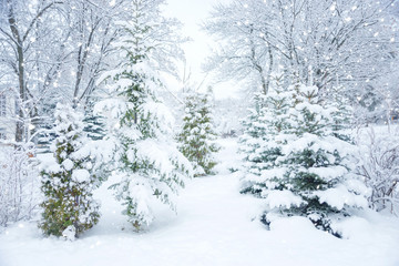 Snow-covered fir-trees outdoors