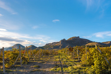 Fototapeta premium Autumn Vineyard