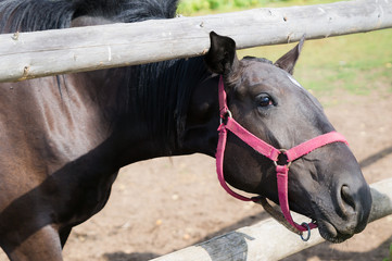 bay horse in bridle pulls his neck