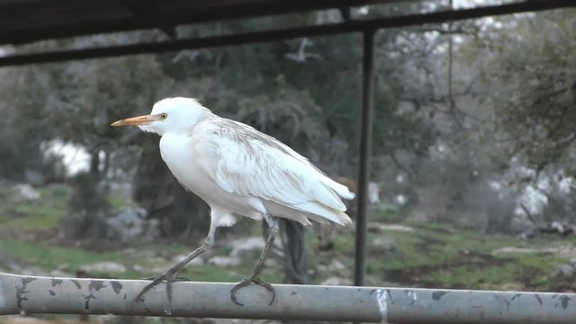 Cattle Egret (Bubulcus ibis) stands and a cow walks in the background