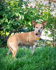 A small timid chihuahua dog stands with one leg up outside on grass.