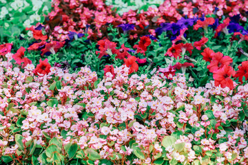 bright flower arrangement in the park