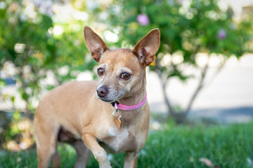 A small chihuahua dog gives a side long glance as she stands outside on grass.