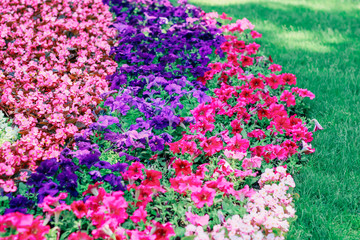 Fototapeta premium bright flower arrangement in the park