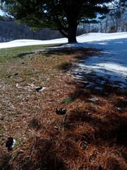 Snow and grass