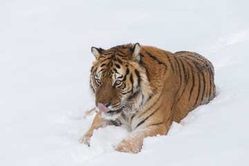 Fototapeta na wymiar Siberian Tiger in Snowy forest