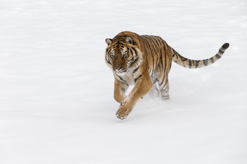 Siberian Tiger in Snowy forest