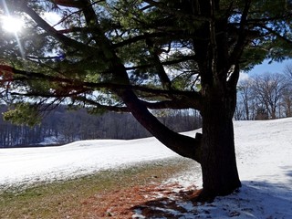 Trees, snow, frost